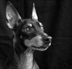 a black and white photo of a dog looking up at something in the air with its head tilted to the side