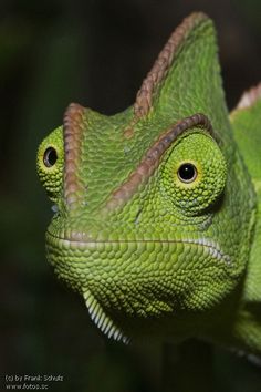 a close up of a green lizard's face