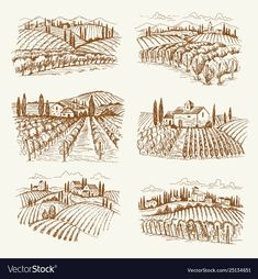 four hand drawn vineyards and fields royalty illustration