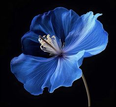 a blue flower with white stamens in the center on a black background,