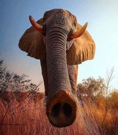 an elephant with large tusks standing in tall grass