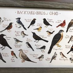 a framed poster with birds of the state of ohio on it's back side