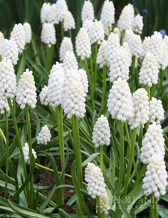 white flowers are blooming in the garden