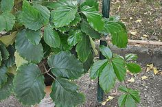 a green plant with lots of leaves growing on it's sides in a garden