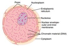 the structure of an animal's cell is shown in this diagram, with labels on it