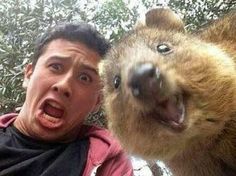 a man with his mouth open next to an animal that is sticking its tongue out