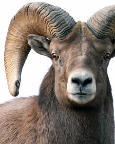 a ram with large horns is looking at the camera