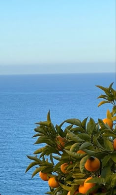 an orange tree with lots of fruit on it near the water's edge in front of a blue sky