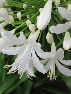 white flowers are blooming in the garden