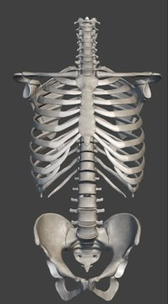 an image of the skeleton of a person