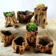 five pieces of wood with plants in them on a tableclothed surface, including one piece of driftwood and the other part of an old stump that has been turned into a planter