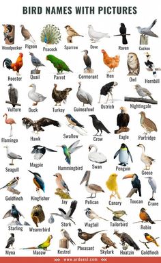 birds with pictures on them are shown in this poster, which shows the different kinds of birds