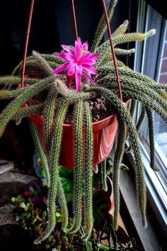 a pink flower in a pot next to a window