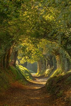 a dirt road surrounded by trees and leaves on both sides with sunlight coming through the trees