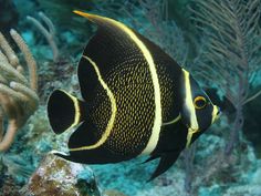 a black and yellow fish is swimming in the water with corals behind it,