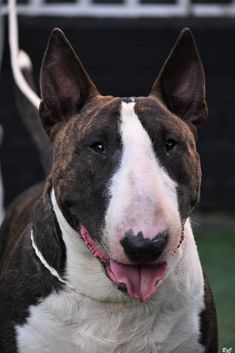 Bullterrier British Bull Terrier, Terrier Breeds, Big Dogs, Dog Owners