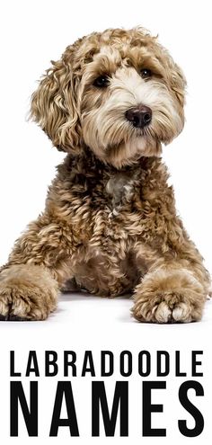 a brown dog sitting on top of a white sign that says labradoodle names