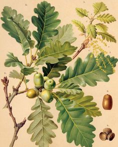 an illustration of leaves and acorns on a branch