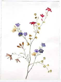 a watercolor painting of flowers on a white background