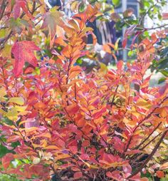 a potted plant with red and green leaves