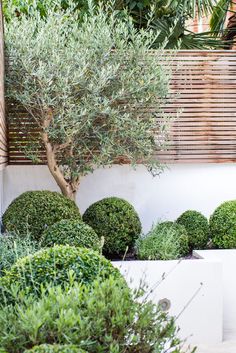 an olive tree in the middle of a garden with white planters and green bushes