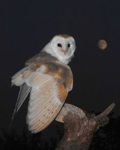 an owl sitting on top of a tree branch at night with the moon in the background