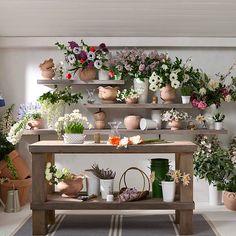 an arrangement of potted plants and flowers on shelves