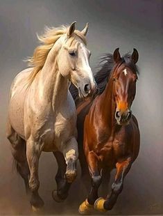 two horses running side by side on a gray background