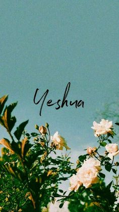 some white flowers and the words yeshuna written in black ink on a blue sky background