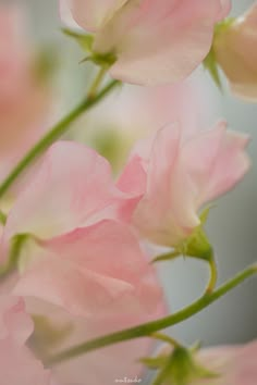 pink flowers with green stems in the foreground