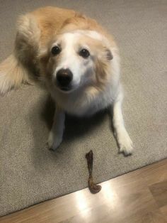 a brown and white dog sitting on the floor next to a wooden shoelacer