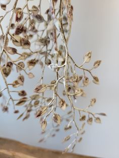 a branch with leaves hanging from it's branches in front of a white wall