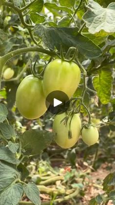 several green tomatoes growing on the vine