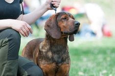 a brown dog sitting on top of a grass covered field next to a person holding a leash