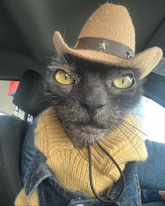 a black cat wearing a cowboy hat and scarf in the back seat of a car