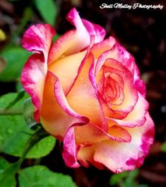 a pink and yellow rose is blooming in the garden with green leaves around it