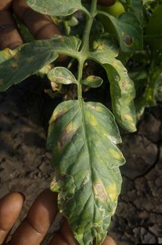 a person holding up a leaf with brown spots on it