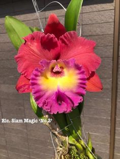 a pink and yellow flower sitting on top of a plant