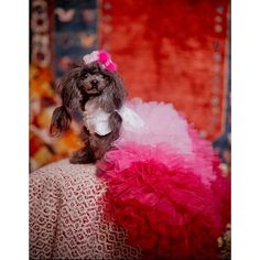 a small dog wearing a pink and white dress sitting on top of a couch in front of a red rug