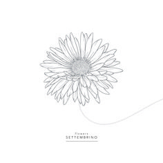 a drawing of a flower with the words settembino written in white ink