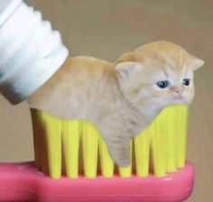 an orange cat sitting on top of a yellow brush