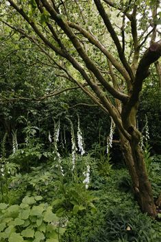 the trees are covered with white flowers and green foliage in this garden area that is surrounded by tall, leafy plants