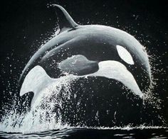 an orca jumping out of the water