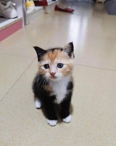 an orange and white kitten sitting on the floor