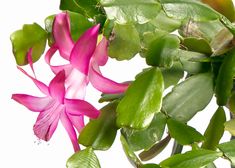 a pink flower with green leaves in the foreground and a white background behind it