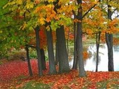 an autumn scene with trees and leaves in the foreground that reads, colorful grove