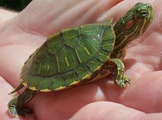 a small turtle sitting on top of someone's hand in the palm of their hand