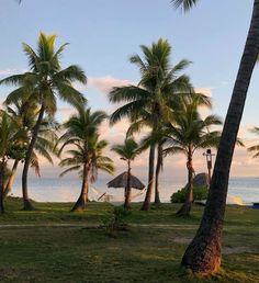 palm trees line the beach as the sun sets