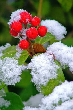 some red berries and green leaves covered in snow