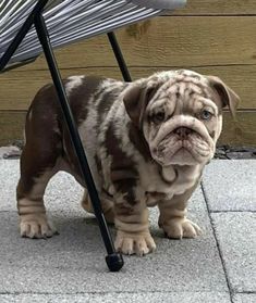 a small brown and white dog standing next to a chair on the sidewalk with it's head up